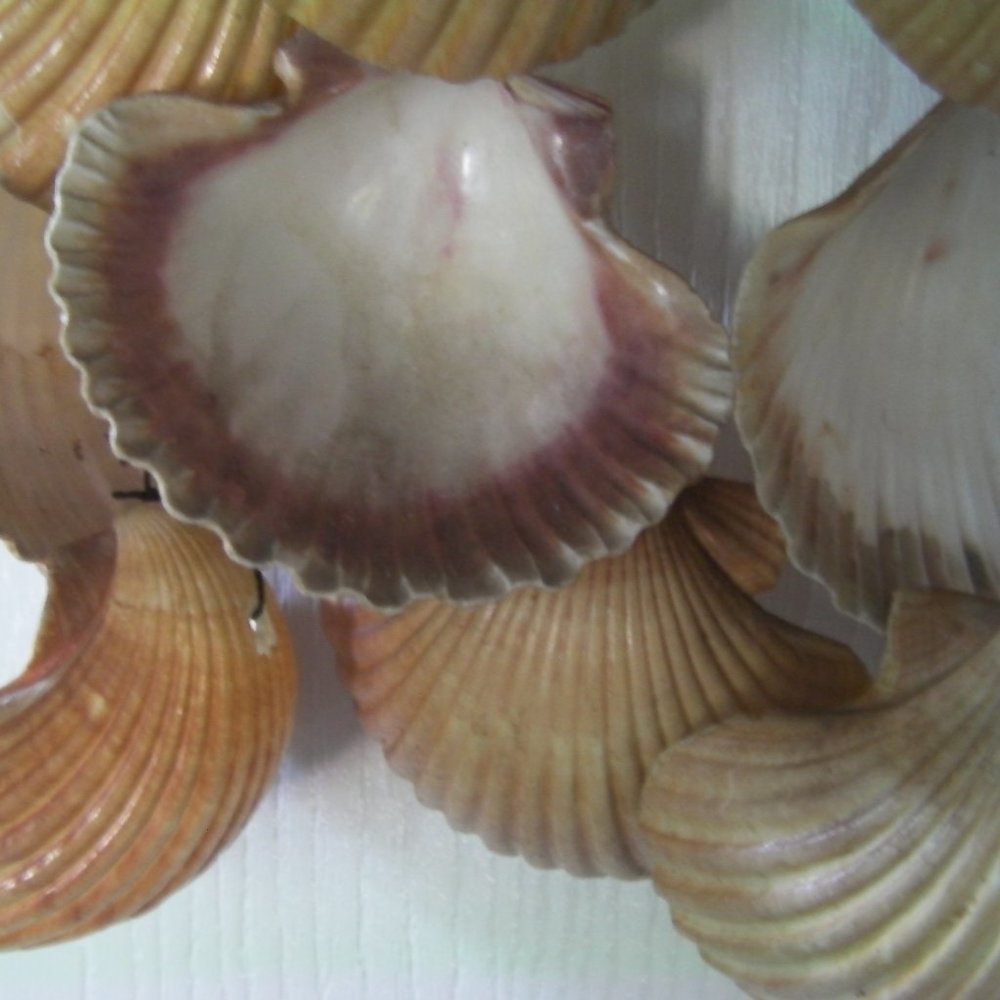 Crafted Shell Wind Chime - Picture 5 of 5